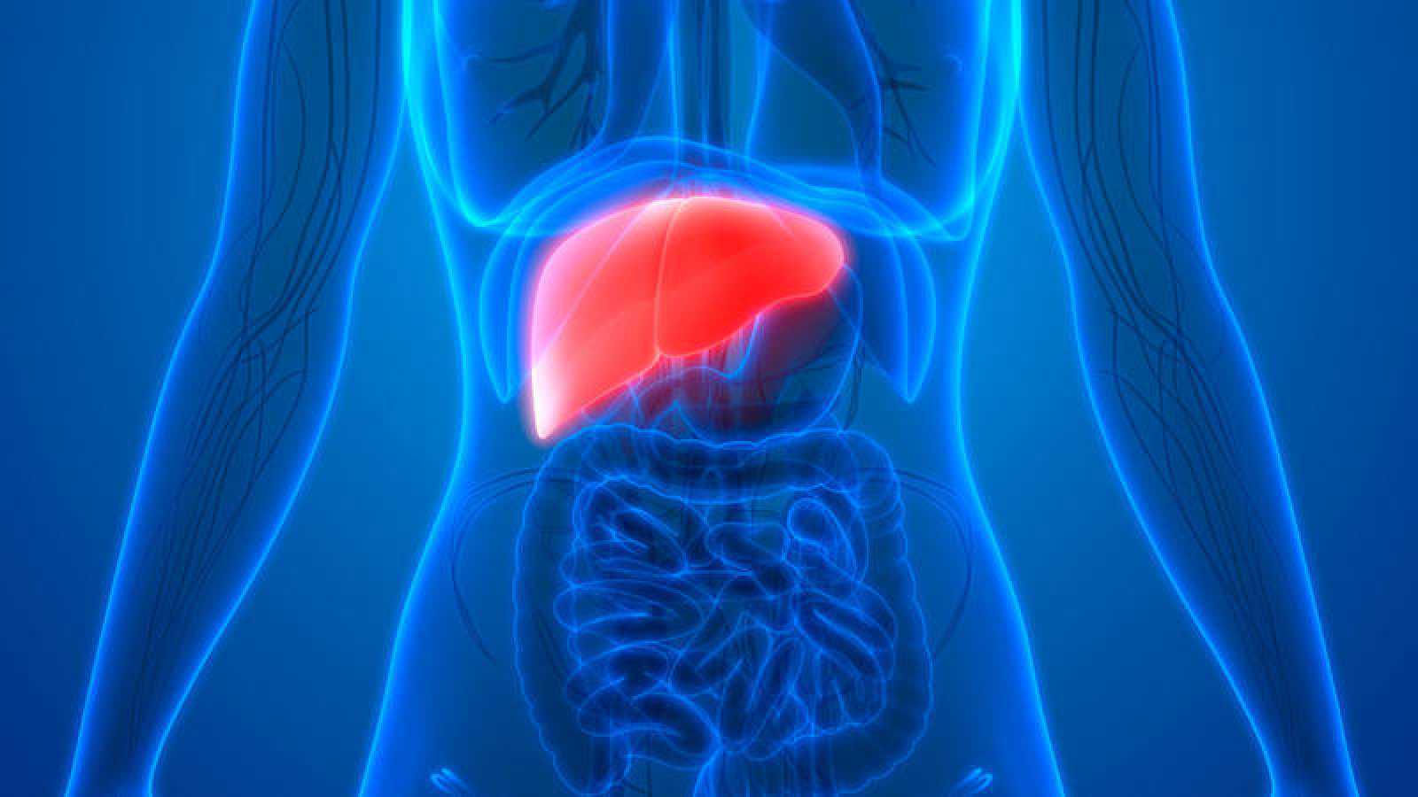 Conoce las funciones del hígado en el cuerpo