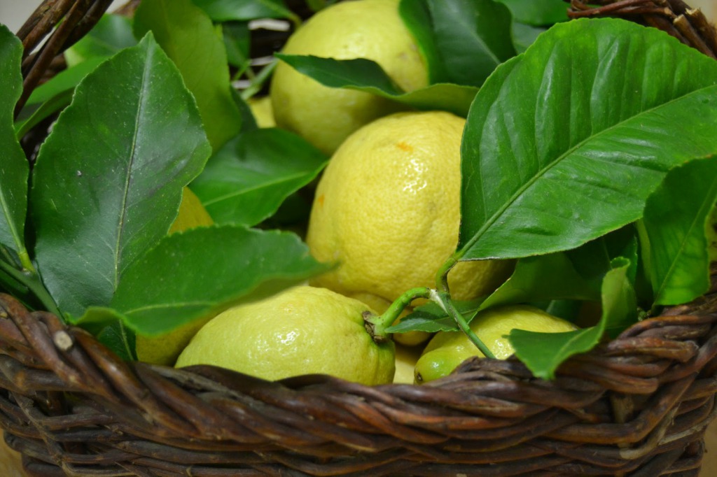 Las hojas de limón y sus múltiples beneficios para la salud