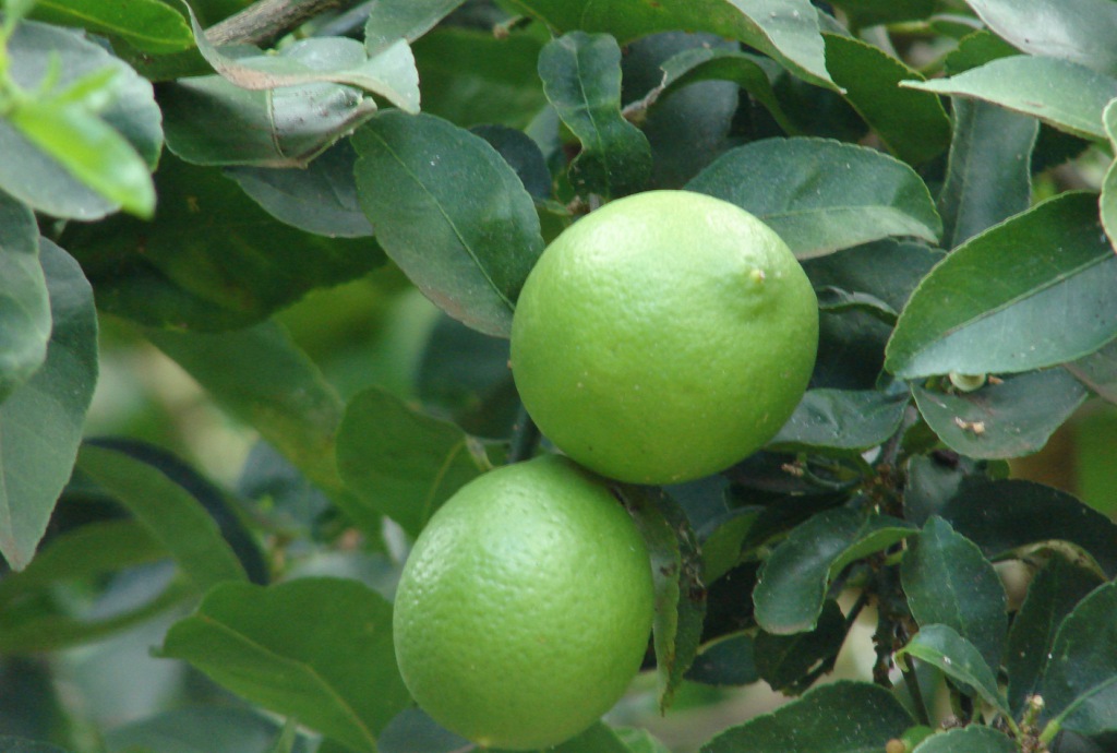 Las hojas de limón y sus múltiples beneficios para la salud